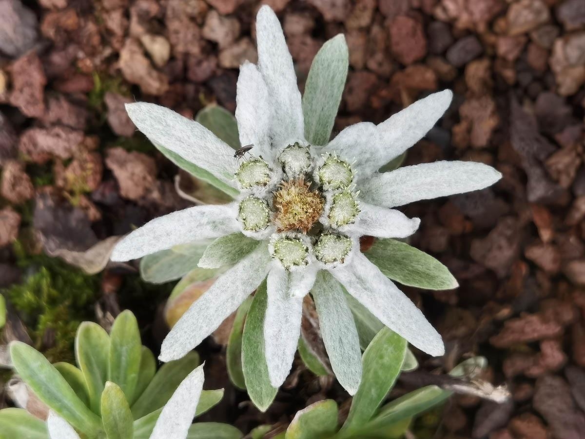 Leontopodium alpinum (ex Pyrénées) photo
